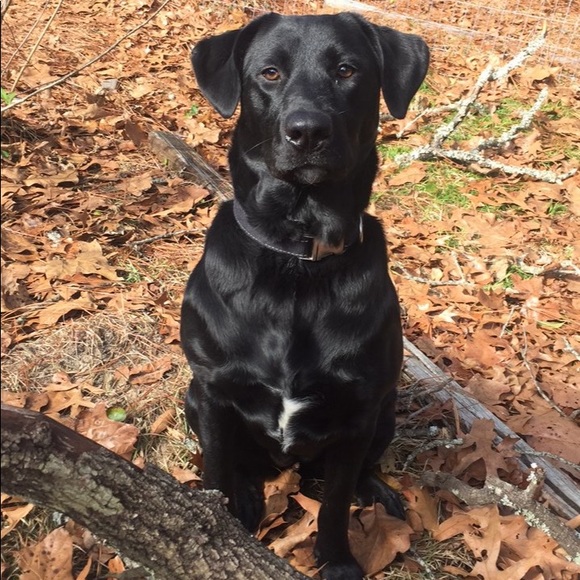 Meet your Posher/ My Closet Stats 2,500+ sales - Picture 7 of 8